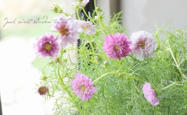 八重咲きコスモス・ダブルクリック 『ローズボンボン』 | すべての商品