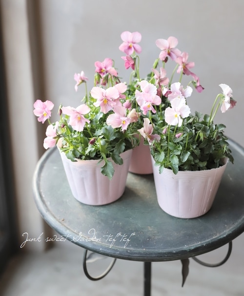 ☆育種うえたオリジナルビオラ 『アクアピンク』 | すべての商品