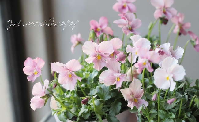 ☆育種うえたオリジナルビオラ 『アクアピンク』 | すべての商品