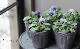 �ӥ��顦���󥸥��롡�إ֥롼�٥꡼��������