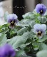 �ӥ��顦���󥸥��롡�إ֥롼�٥꡼��������