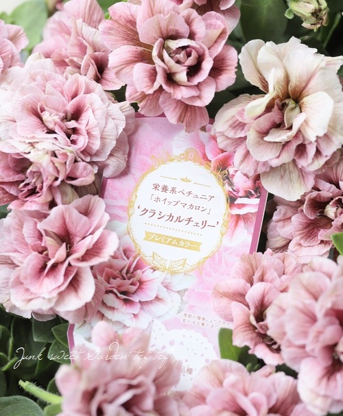 花 ❁今週も夏の花続々新規入荷!!✾〜 【the Garden ザ・ガーデン港北NT店