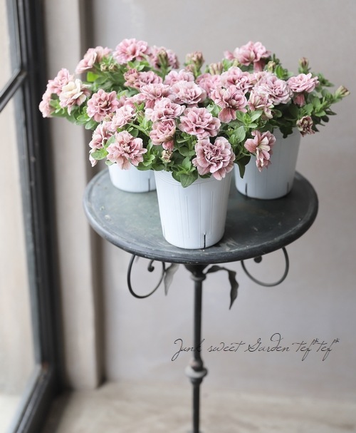 花日和さんオリジナル】 ペチュニア・ホイップマカロン