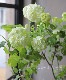 �ӥС��ʥࡦ�ӥ֥�ʥ� �إ��Ρ��ܡ����