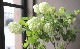�ӥС��ʥࡦ�ӥ֥�ʥ� �إ��Ρ��ܡ����