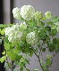 �ӥС��ʥࡦ�ӥ֥�ʥ� �إ��Ρ��ܡ����