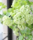 �ӥС��ʥࡦ�ӥ֥�ʥ� �إ��Ρ��ܡ����