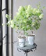 �ӥС��ʥࡦ�ӥ֥�ʥ� �إ��Ρ��ܡ����
