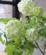 �ӥС��ʥࡦ�ӥ֥�ʥ� �إ��Ρ��ܡ����