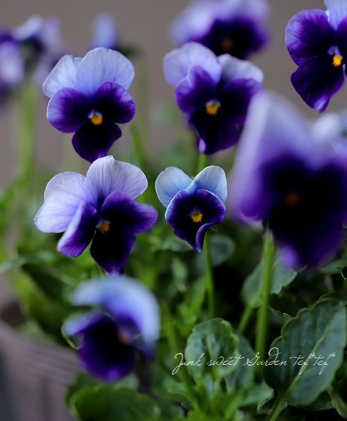 ビオラ ビビ ビーコン すべての商品 Junk Sweet Garden Tef Tef