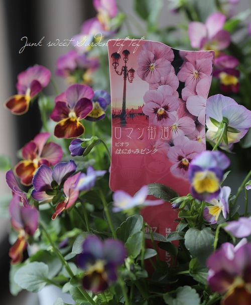 ビオラ・ロマン街道 『はにかみピンク』 | すべての商品 | | Junk