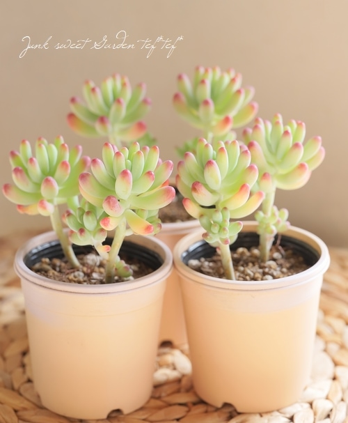 多肉植物】 『乙女心』 セダム属 いとうぐりーん | すべての商品