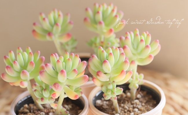 多肉植物】 『乙女心』 セダム属 いとうぐりーん | すべての商品