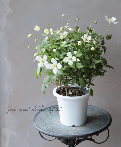 モンタナ系クレマチス スプーネリー すべての商品 Junk Sweet Garden Tef Tef