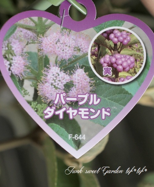 �ǿ��ʼ��饵�������֡��إѡ��ץ��������ɡ�