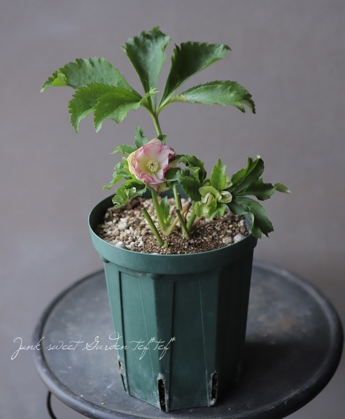 クリスマスローズ 『ダブルホワイトピンク』 28381 | すべての商品