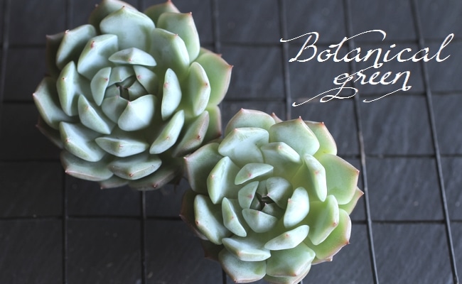 ��¿����ʪ�ۡ��إƥ��åԡ��١������٥ꥢ°��