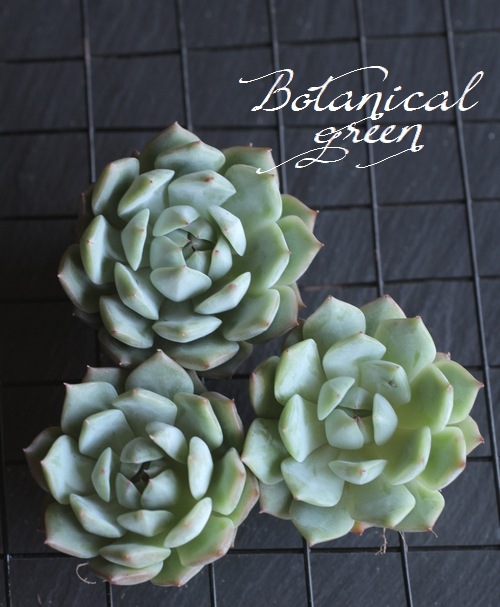 ��¿����ʪ�ۡ��إƥ��åԡ��١������٥ꥢ°��