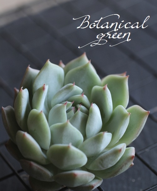 ��¿����ʪ�ۡ��إƥ��åԡ��١������٥ꥢ°��