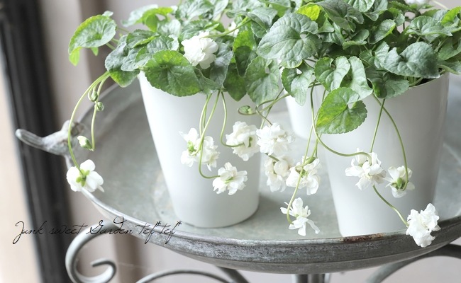 八重咲きパルマスミレ ニオイスミレ 『スワンリー・ホワイト