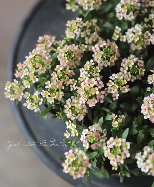 �������ȥ���å��� �إԡ�����