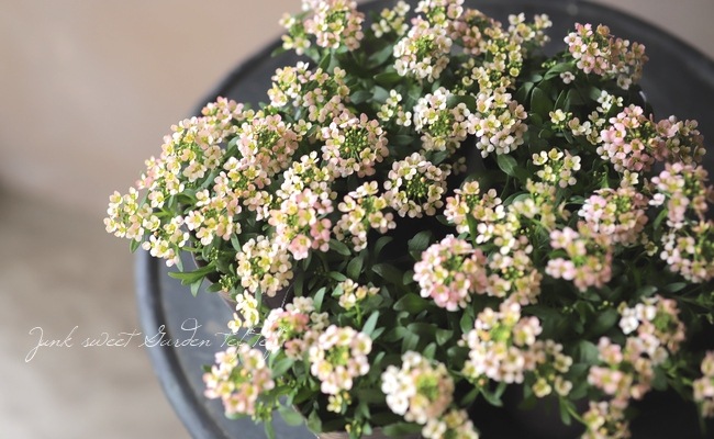 �������ȥ���å��� �إԡ�����