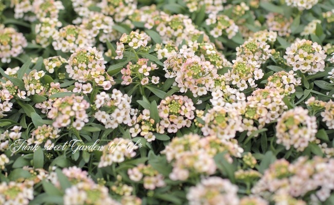 �������ȥ���å��� �إԡ�����