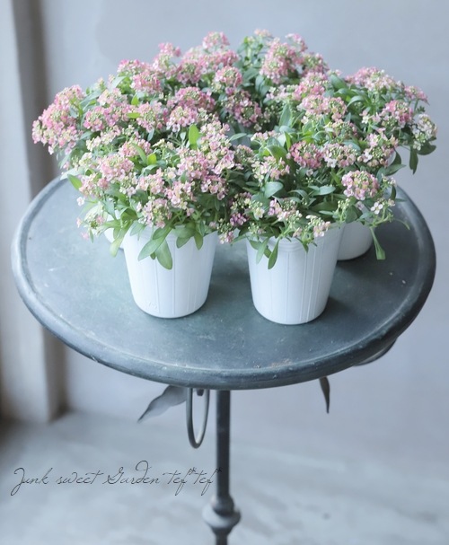 �������ȥ���å��� �إԡ�����