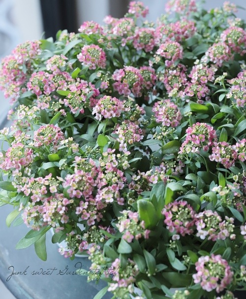 �������ȥ���å��� �إԡ�����