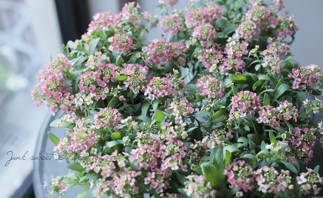 �������ȥ���å��� �إԡ�����