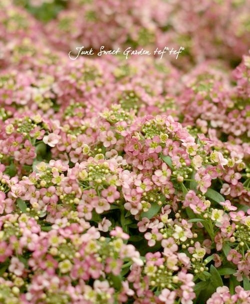 �������ȥ���å��� �إԡ�����