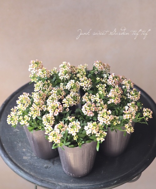 �������ȥ���å��� �إԡ�����