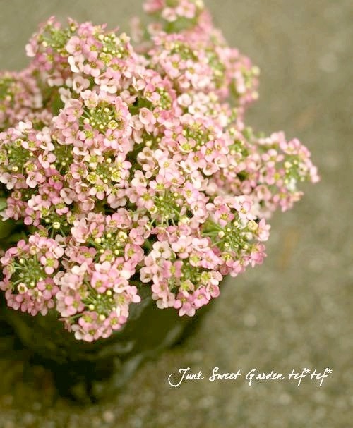 �������ȥ���å��� �إԡ�����