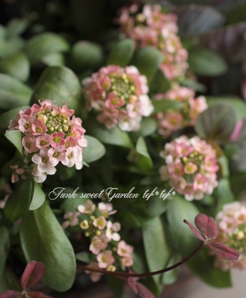 �������ȥ���å��� �إԡ�����