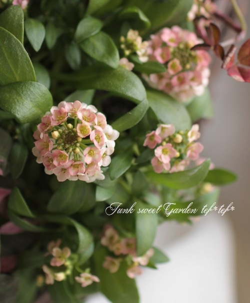 �������ȥ���å��� �إԡ�����