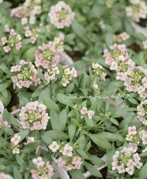 �������ȥ���å��� �إԡ�����