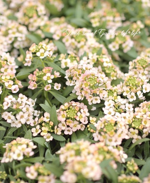 �������ȥ���å��� �إԡ�����