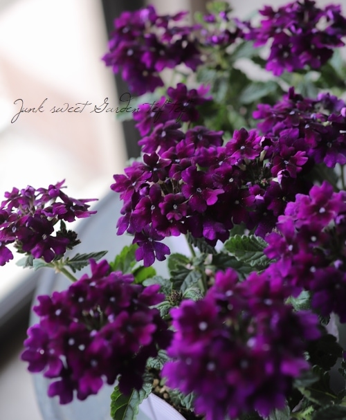 �С��٥�  �إϡ��ȥӥ����åȡ� �Х�����å�