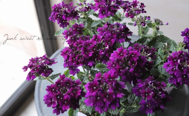 �С��٥�  �إϡ��ȥӥ����åȡ� �Х�����å�