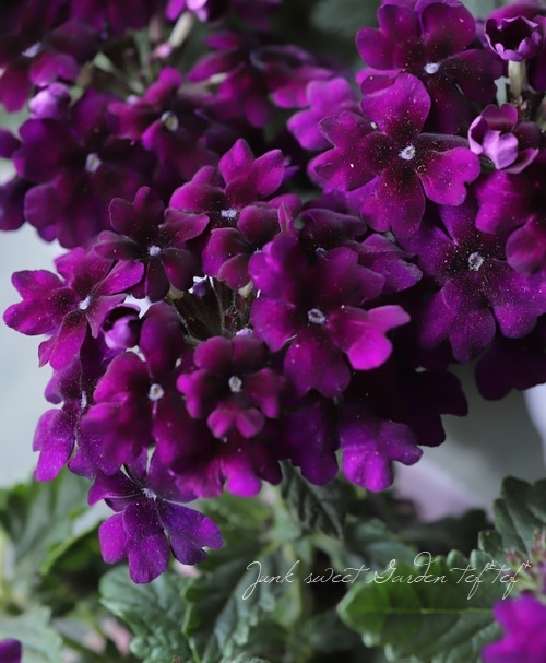 �С��٥�  �إϡ��ȥӥ����åȡ� �Х�����å�