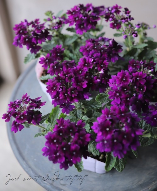 �С��٥�  �إϡ��ȥӥ����åȡ� �Х�����å�