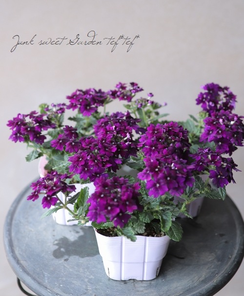 �С��٥�  �إϡ��ȥӥ����åȡ� �Х�����å�