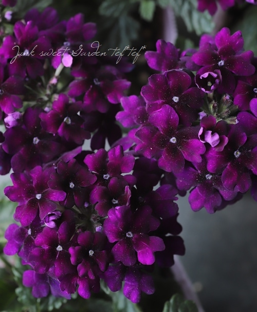 �С��٥�  �إϡ��ȥӥ����åȡ� �Х�����å�