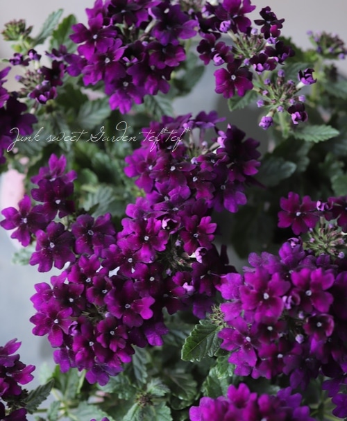 �С��٥�  �إϡ��ȥӥ����åȡ� �Х�����å�