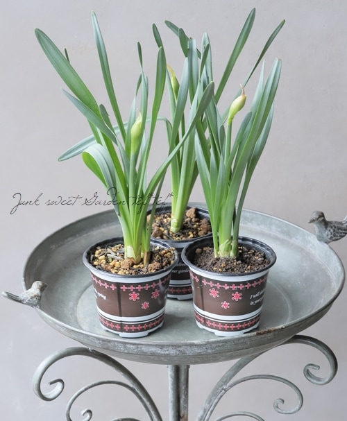 □【球根植物】 スイセン 『タヒチ』 八重咲き | すべての商品