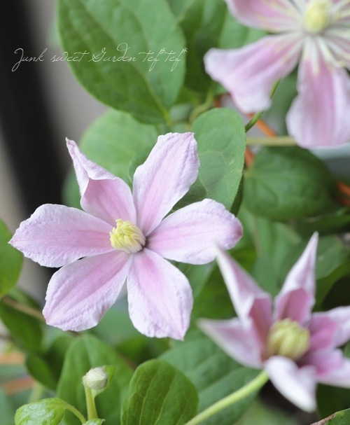 クレマチス・ジャックマニー系 『桜吹雪』 | すべての商品 | | Junk