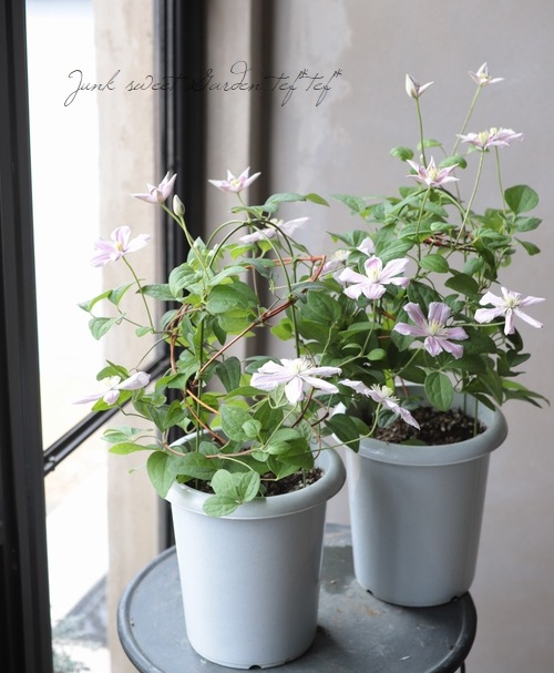 クレマチス・ジャックマニー系 『桜吹雪』 | すべての商品 | | Junk