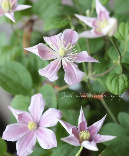 クレマチス・ジャックマニー系 『桜吹雪』 | すべての商品 | | Junk