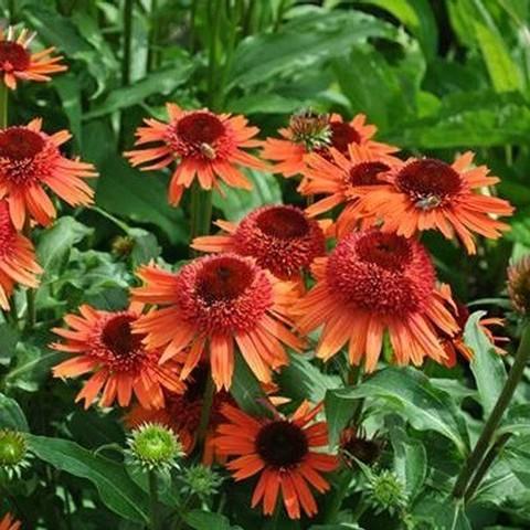 八重咲きエキナセア 『キャロットケーキ』 開花見込み株 | すべての