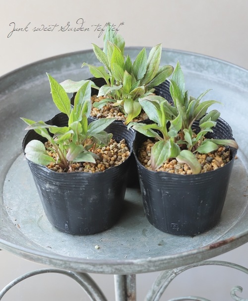 八重咲きエキナセア 『キャロットケーキ』 開花見込み株 | すべての